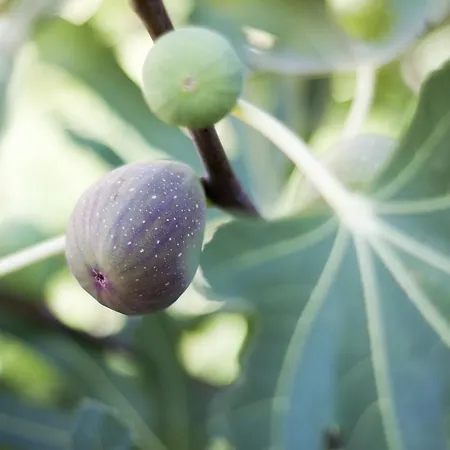 Milan Hotell Primorsko